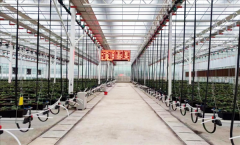 <b>自从龙芯CPU变化保守农业！全国产的聪慧草莓大</b>